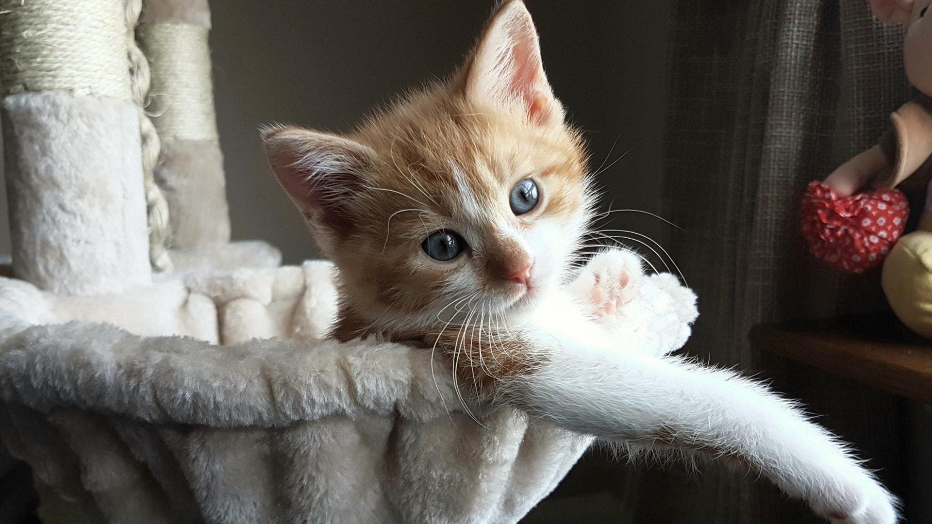 开云中国-_魔术队士气大振，逆转强敌获胜_，魔术队百度百科