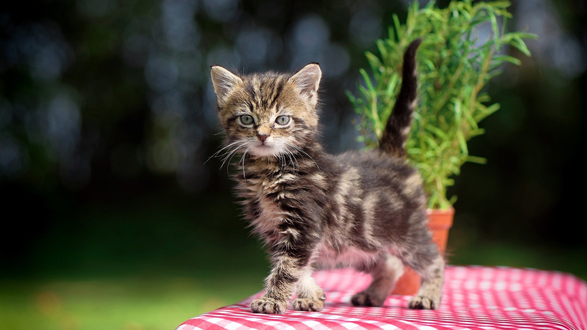 开云电竞-“全球巡演：五大洲最震撼的极限赛段”，五大洲选手首次齐聚的奥运会是哪一届